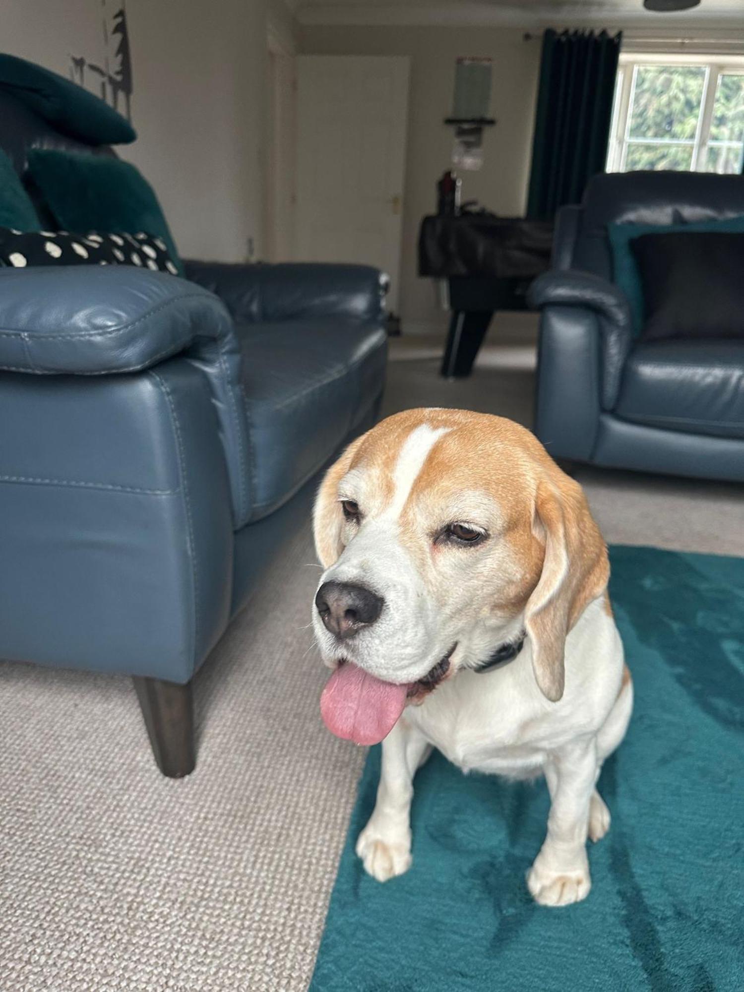 Hereford - Finch House - Modern 4 Bedroom House Located In South Hereford, Dog Friendly With Nearby Countryside, Pool Table, Sleeps Up To 10 Guests - Hosted By Rentmyhouse Kültér fotó